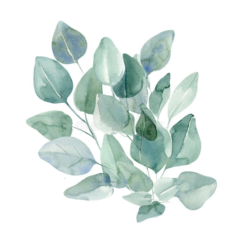 Branches and leaves of eucalyptus on isolated white background, watercolor illustration botanical painting, flora design