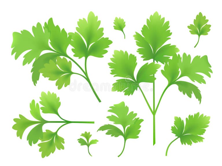 Curly Leaf Parsley Stock Illustrations 150 Curly Leaf Parsley Stock