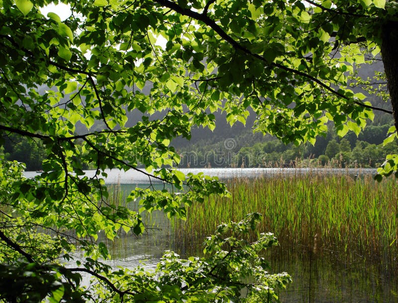 Branches,leaves,reed,lake