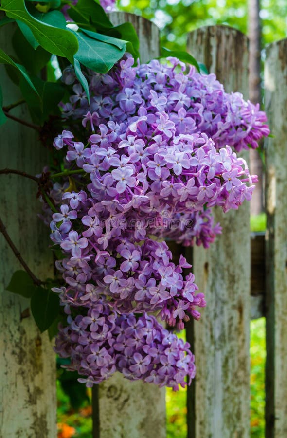 Branches of light purple lilac with green leaves peeking over the fence stock photo Branches of light purple lilac with green leaves peeking over the fence stock photo