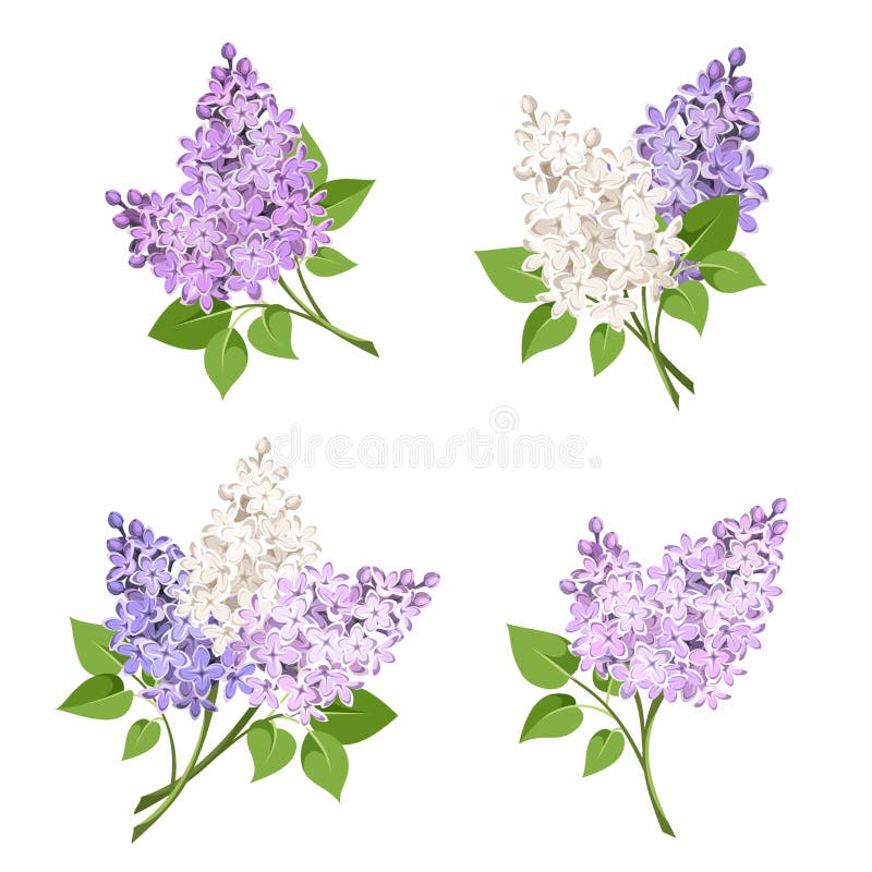 Branches of lilac flowers. Vector illustration.