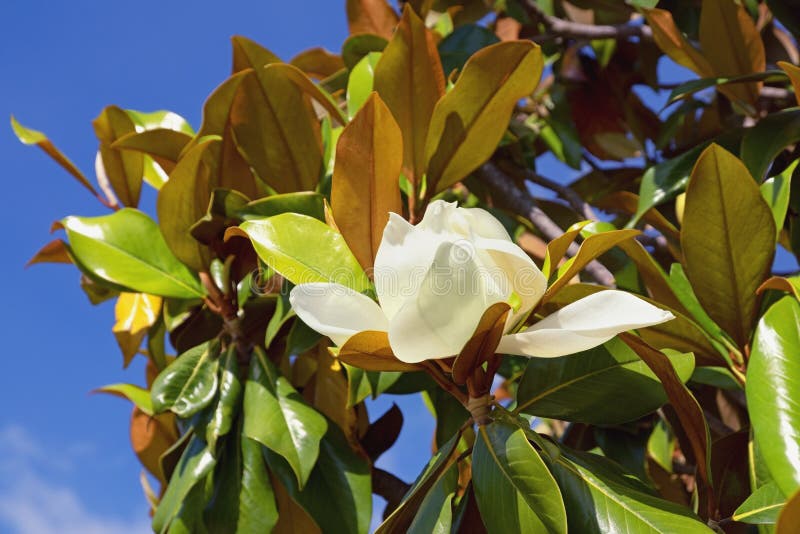 Branches of Southern Magnolia Magnolia Grandiflora Tree with Leaves and