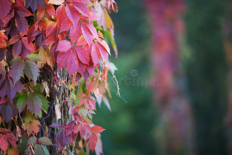 Branches of maiden grapes in autumn. Fresh grape leaves on a beautiful blurred background. Multicolor autumn leaves of a girlish royalty free stock photo.