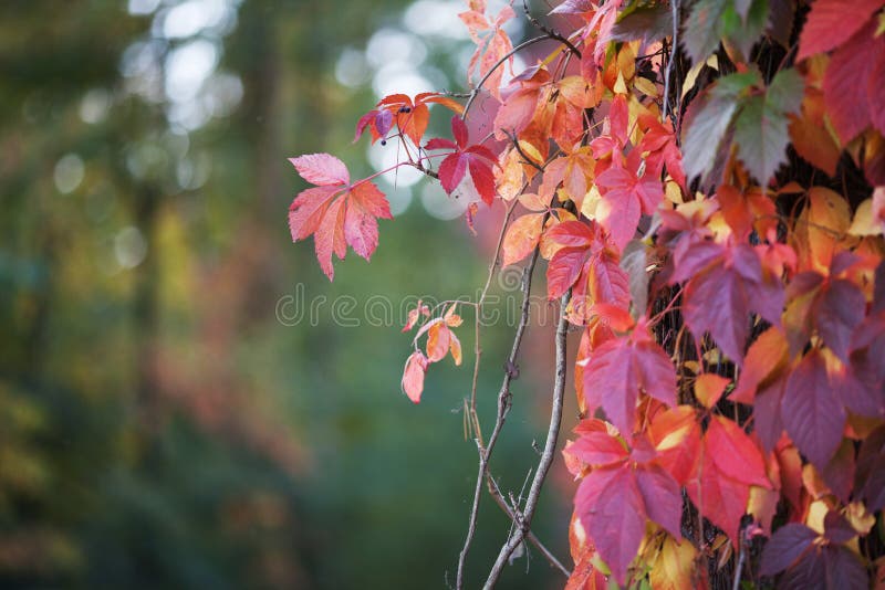 Branches of maiden grapes in autumn. Fresh grape leaves on a beautiful blurred background. Multicolor autumn leaves of a girlish stock image