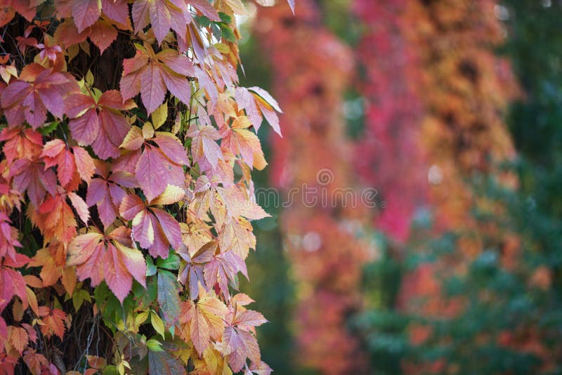 Branches of maiden grapes in autumn. Fresh grape leaves on a beautiful blurred background. Multicolor autumn leaves of a girlish stock photo