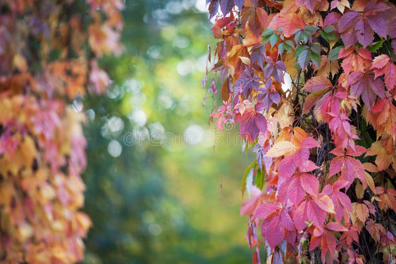 Branches of maiden grapes in autumn. Fresh grape leaves on a beautiful blurred background. Multicolor autumn leaves of a girlish stock photography