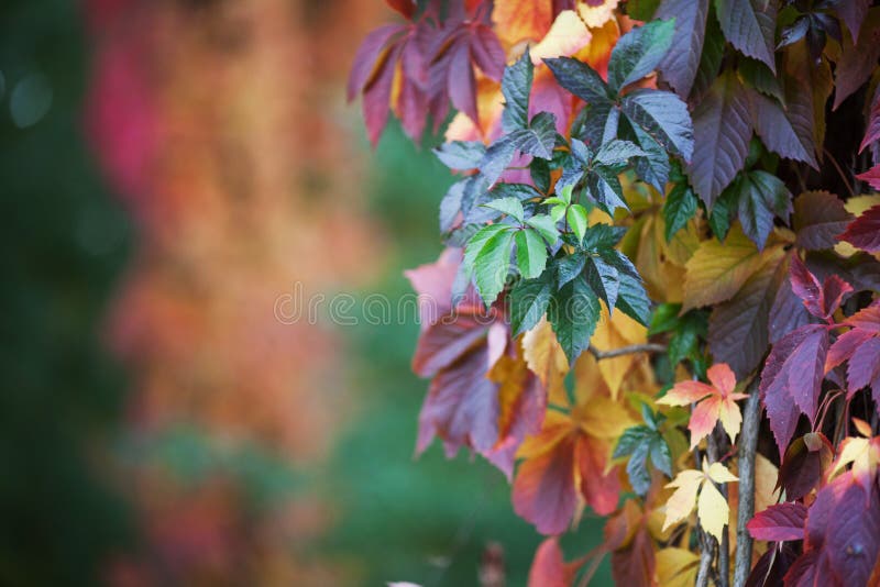 Branches of maiden grapes in autumn. Fresh grape leaves on a beautiful blurred background. Multicolor autumn leaves of a girlish stock photo