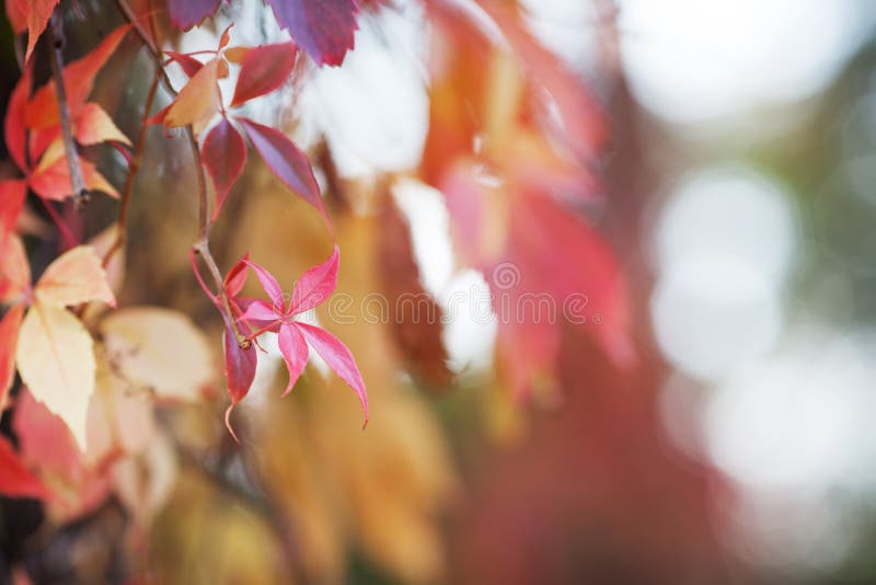 Branches of maiden grapes in autumn. Fresh grape leaves on a beautiful blurred background. Multicolor autumn leaves of a girlish stock photography