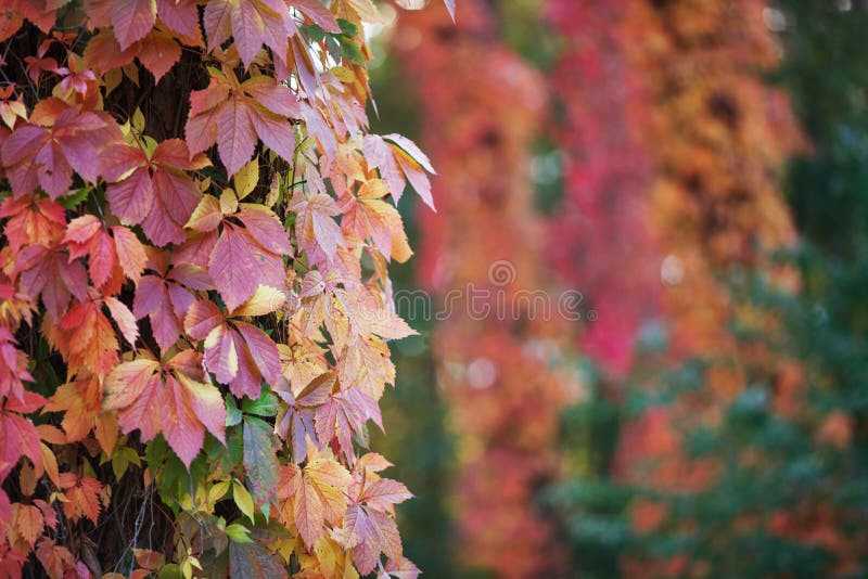 Branches of maiden grapes in autumn. Fresh grape leaves on a beautiful blurred background. Multicolor autumn leaves of a girlish royalty free stock photos.