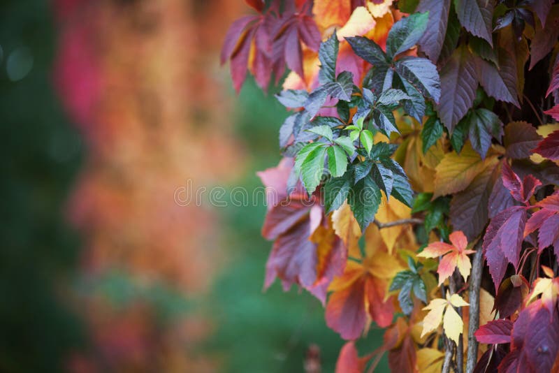 Branches of maiden grapes in autumn. Fresh grape leaves on a beautiful blurred background. Multicolor autumn leaves of a girlish stock image