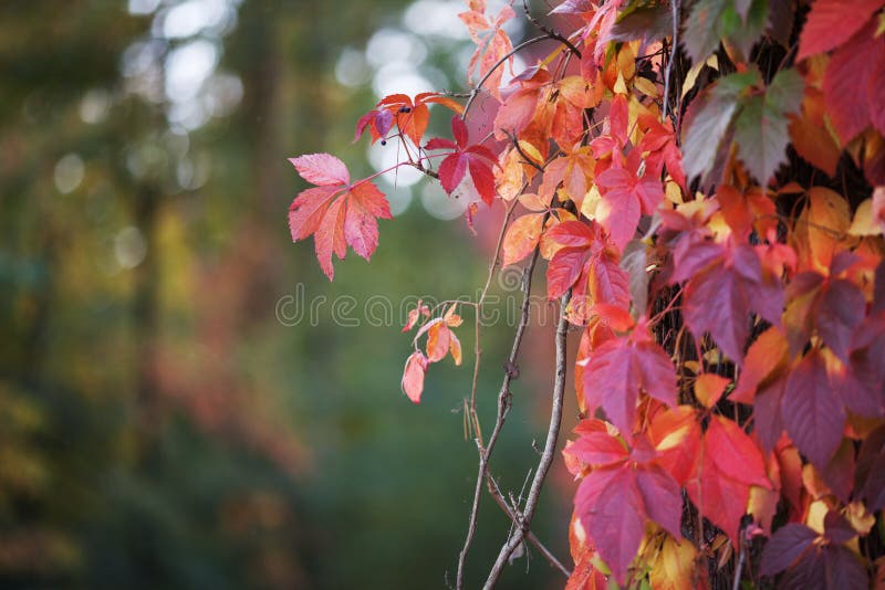 Branches of maiden grapes in autumn. Fresh grape leaves on a beautiful blurred background. Multicolor autumn leaves of a girlish royalty free stock image.