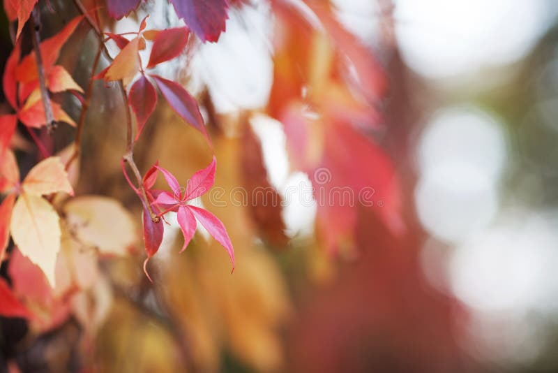 Branches of maiden grapes in autumn. Fresh grape leaves on a beautiful blurred background. Multicolor autumn leaves of a girlish grapes. Selective focus, copy space
