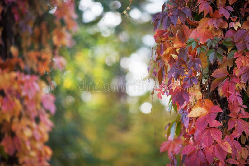 Branches of maiden grapes in autumn. Fresh grape leaves on a beautiful blurred background. Multicolor autumn leaves of a girlish stock photo