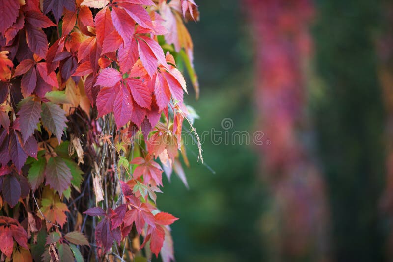 Branches of maiden grapes in autumn. Fresh grape leaves on a beautiful blurred background. Multicolor autumn leaves of a girlish stock images