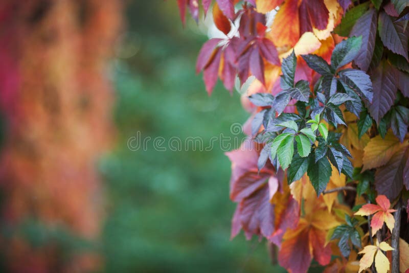 Branches of maiden grapes in autumn. Fresh grape leaves on a beautiful blurred background. Multicolor autumn leaves of a girlish stock photos