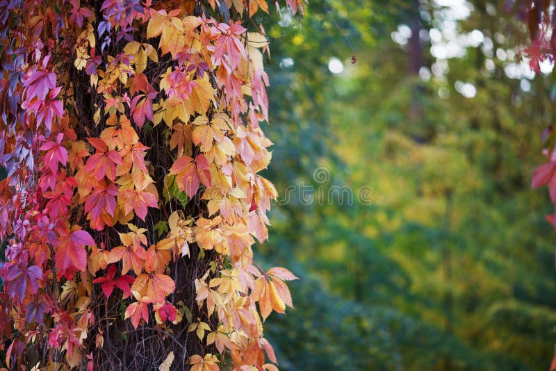 Branches of maiden grapes in autumn. Fresh grape leaves on a beautiful blurred background. Multicolor autumn leaves of a girlish royalty free stock photo.