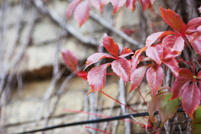 Branches of maiden grapes in autumn. Fresh grape leaves on a beautiful blurred background. Red autumn leaves of a girlish grapes royalty free stock photos.
