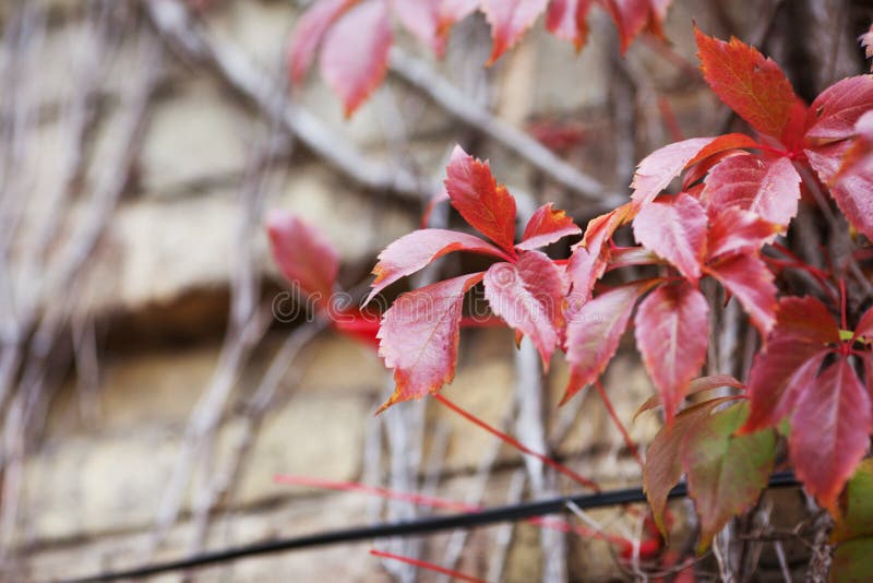 Branches of maiden grapes in autumn. Fresh grape leaves on a beautiful blurred background. Red autumn leaves of a girlish grapes stock images