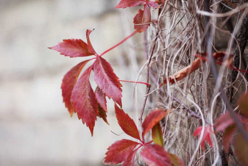 Branches of maiden grapes in autumn. Fresh grape leaves on a beautiful blurred background. Red autumn leaves of a girlish grapes stock images