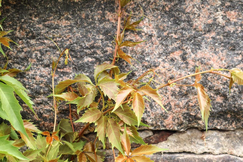 Branches of maiden grapes on the background of a granite wall royalty free stock photography
