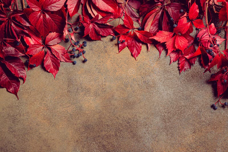 Branches of maiden grapes on a stone background. Autumn leaves background. Concept of fall season royalty free stock image