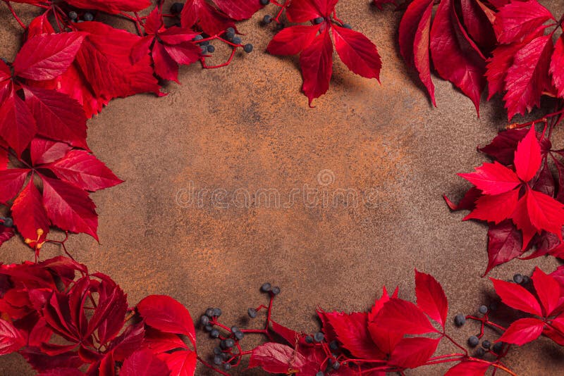 Branches of maiden grapes on a stone background royalty free stock images