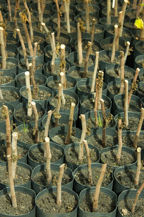 385 Fig Seedling Stock Photos Free & RoyaltyFree Stock Photos from Dreamstime