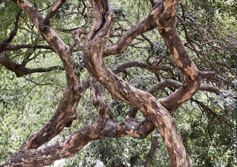 Branches of the old tree royalty free stock images