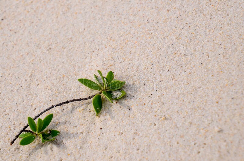 Branches op het strand stock fotografie
