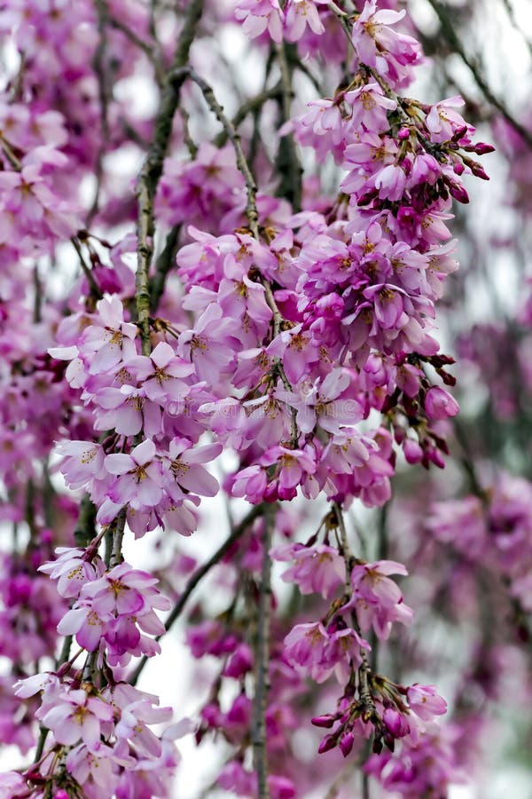 Branches of a pink blossoming cherry tree stock photos