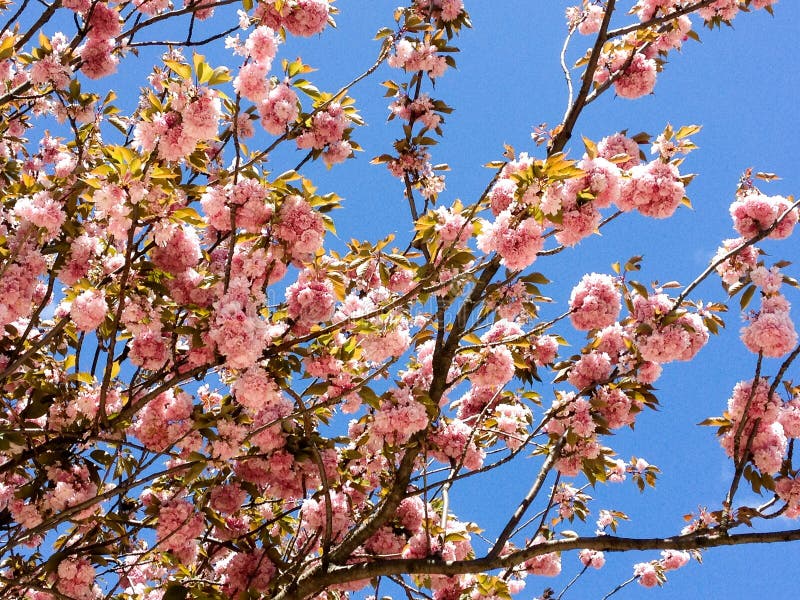 Branches Of Pink Cherry Blossoms Stock Image Image Of Flowers Blue