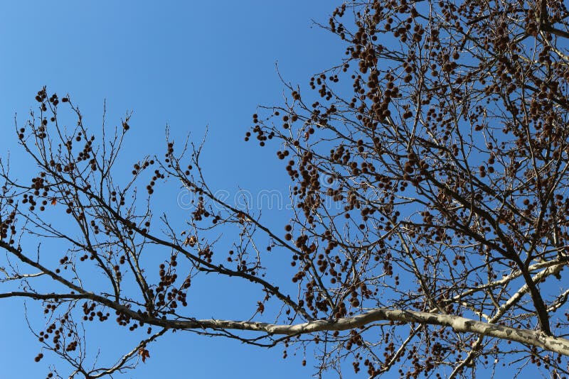 The branches of the plane tree with the fruits look spectacular against the blue spring sky royalty free stock photos The branches of the plane tree with the fruits look spectacular against the blue spring sky royalty free stock photos