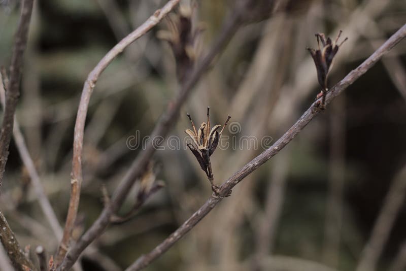 Branches of a Plant without Leaves. Stock Image Image of blossoming