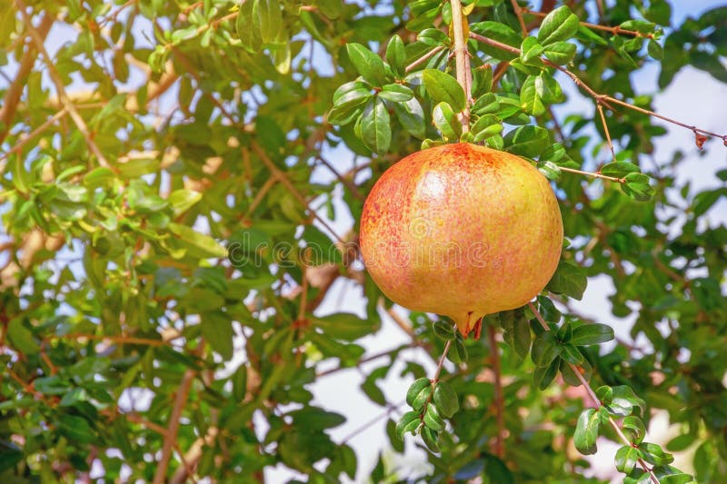 Branches of Pomegranate Tree with Leaves and One Ripe Fruit Stock Photo - Image of leaves, plant: 229587972 Branches of Pomegranate Tree with Leaves and One Ripe Fruit Stock Photo - Image of leaves, plant: 229587972