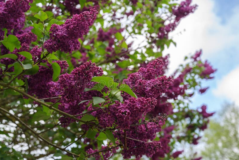 Branches pourpres de fleur d'un buisson vulgaris de lilas ou de syringa au printemps, l'espace de copie images libres de droits Branches pourpres de fleur d'un buisson vulgaris de lilas ou de syringa au printemps, l'espace de copie images libres de droits