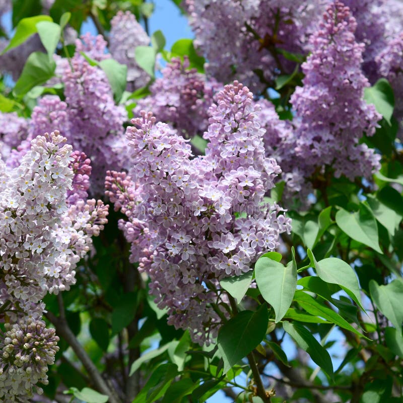 Branches of Purple Lilac and Green Leaves. Blooming Branch of Lilac ...