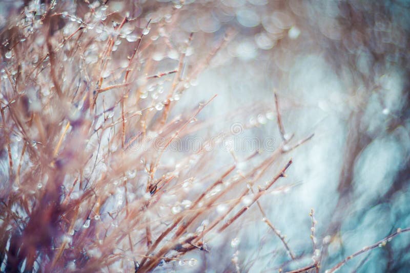 Bare tiny tree branches background after rain, bokeh. Bare tiny tree branches background after rain, bokeh