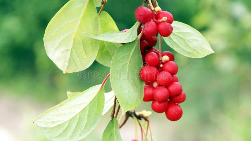 Branches of red schisandra. Schizandra chinensis plant with fruits on branch