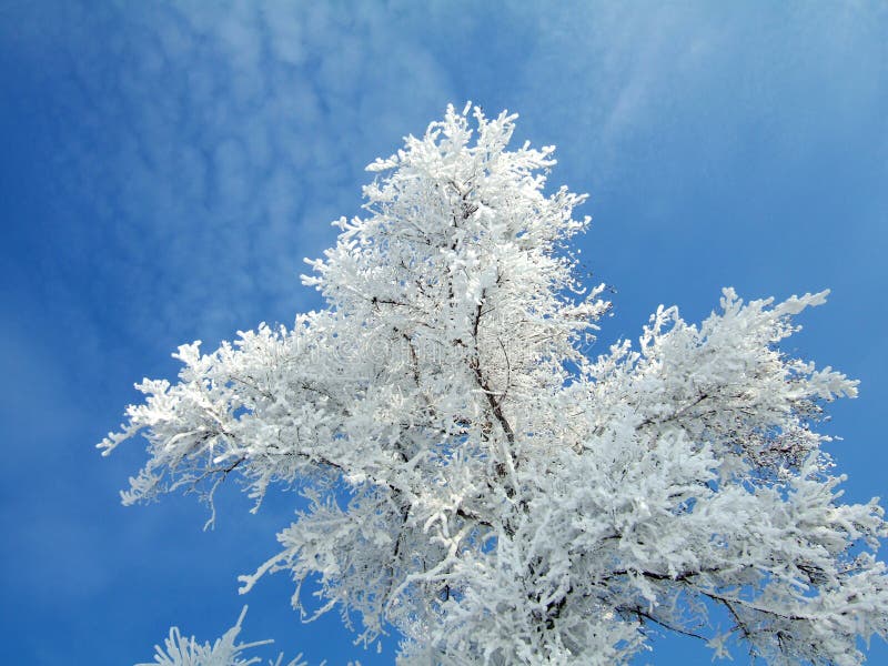 Branches of rimed tree in JiLin City, northeast of China.