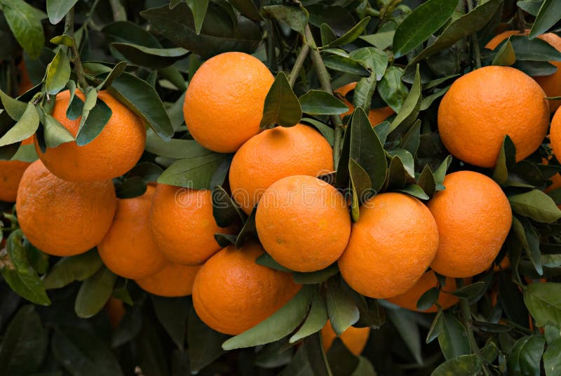 Branches with ripe tangerines