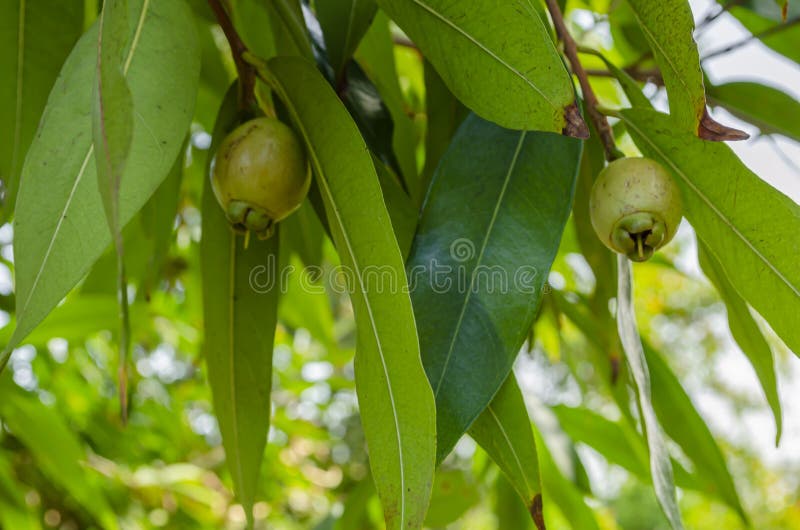 Unripe Rose Apples On Tree