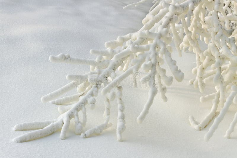 Branches in snow. royalty free stock image