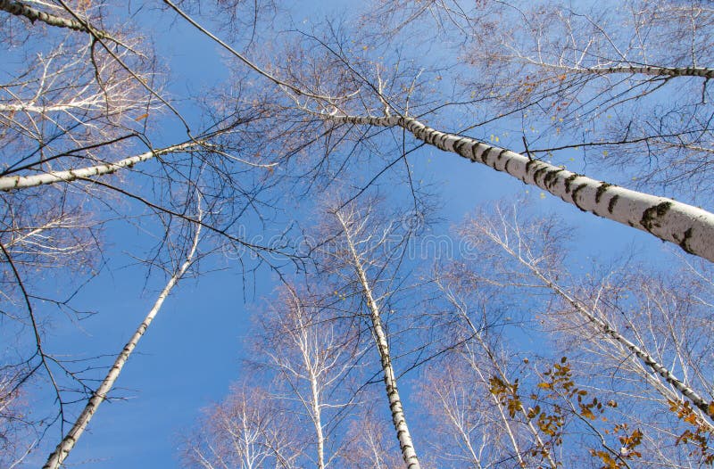 View Through Branch Of Birch Tree In Autumn Stock Photo Image Of