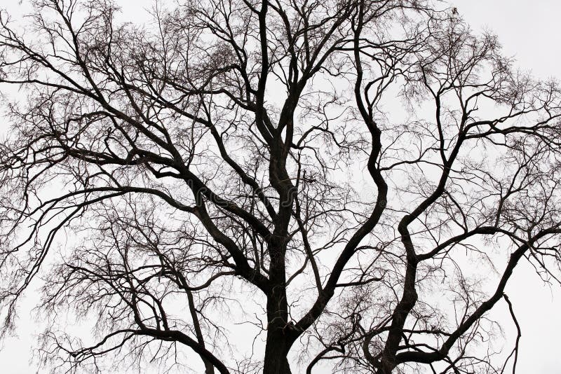 Branches of a tree