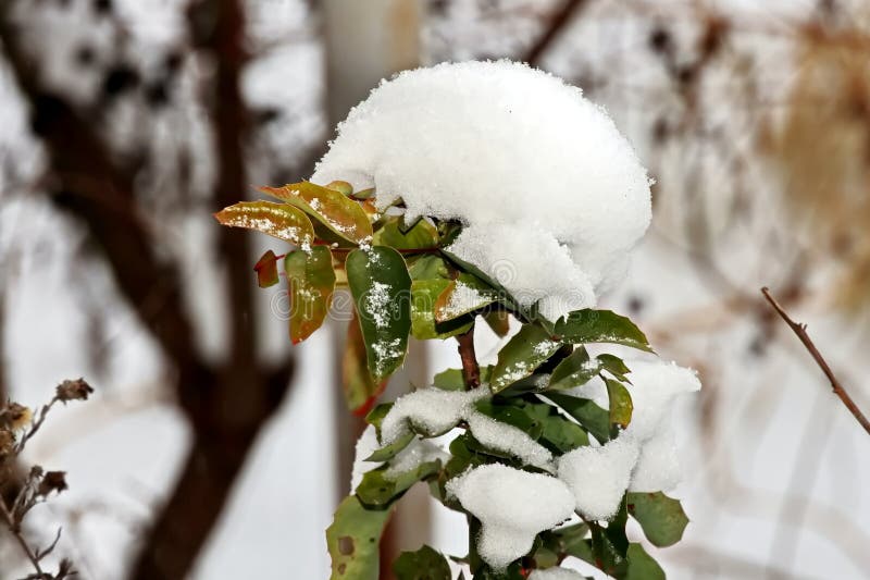 Branches of a tree with leaves and buds covered with snow and ice in the form of patterns on natural background. Frozen twigs close-up.
