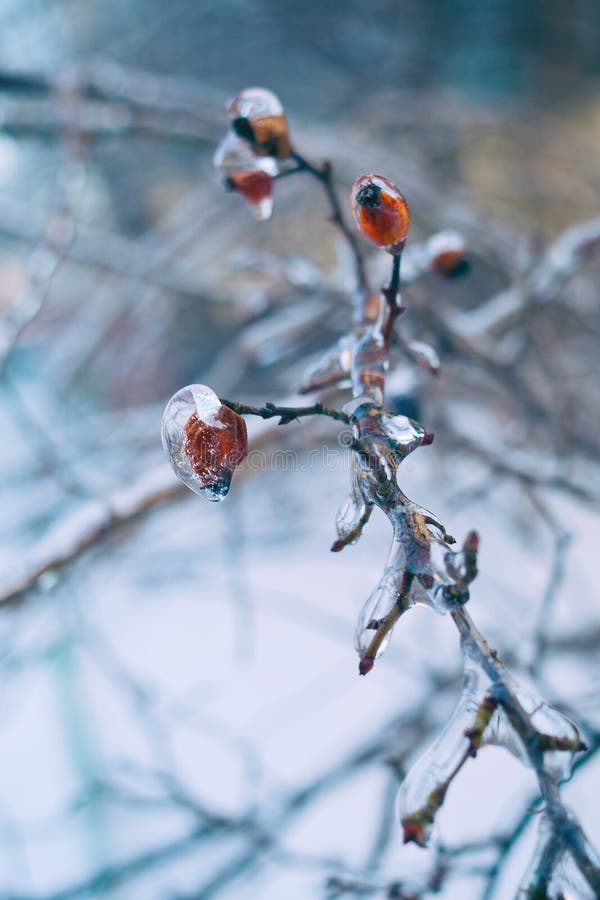 Branches of the Tree with Red Berries after the Sleet, Ice Crust and Icicles. Blurred, Christmas