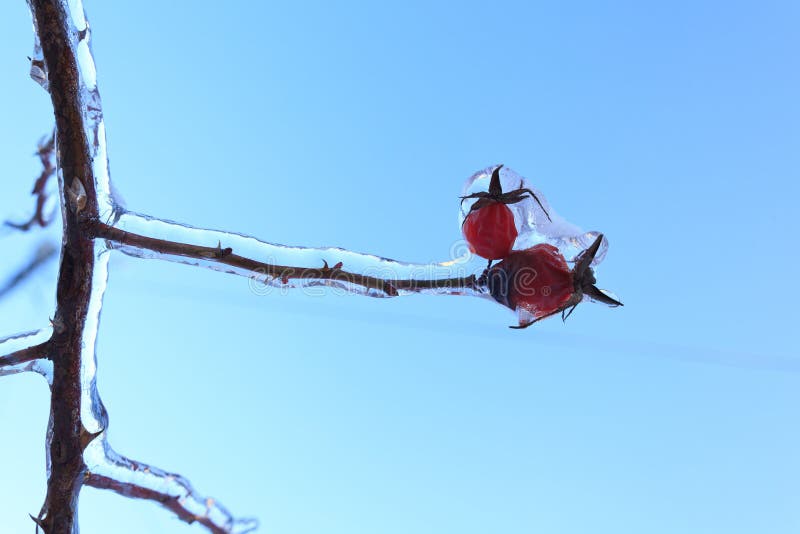 Branches of the Tree with Red Berries after the Sleet, Ice Crust and Icicles. Blurred, Christmas
