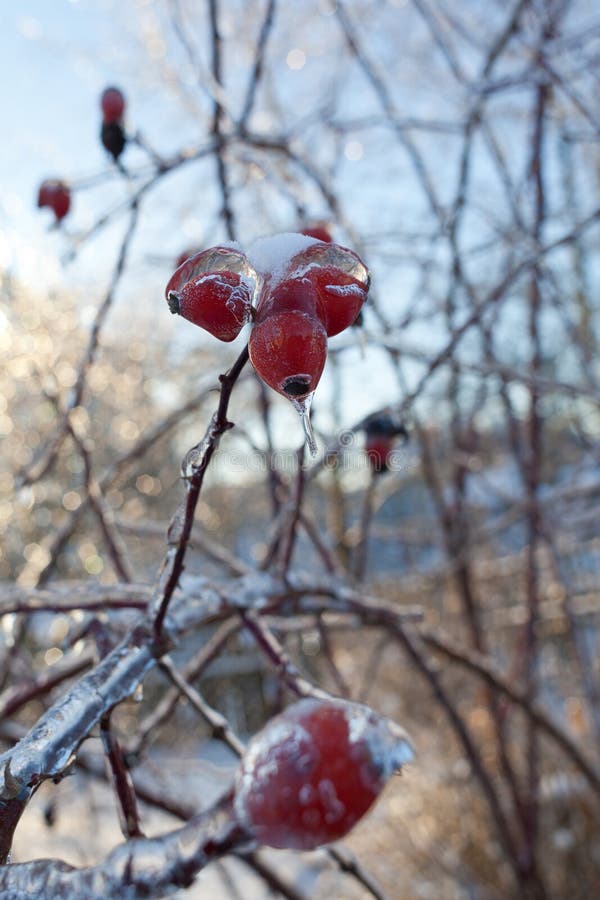 Branches of the Tree with Red Berries after the Sleet, Ice Crust and Icicles. Blurred, Christmas