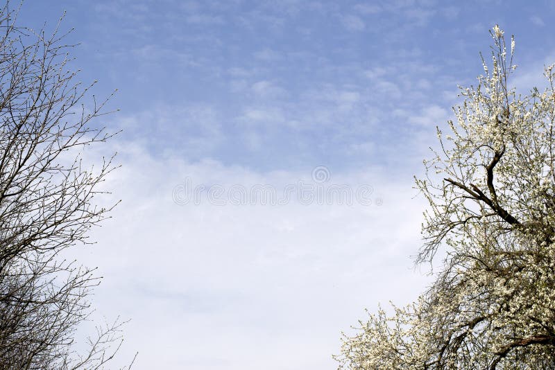 Branches of trees against the blue sky. Beautiful green park on the sky background. royalty free stock photo Branches of trees against the blue sky. Beautiful green park on the sky background. royalty free stock photo