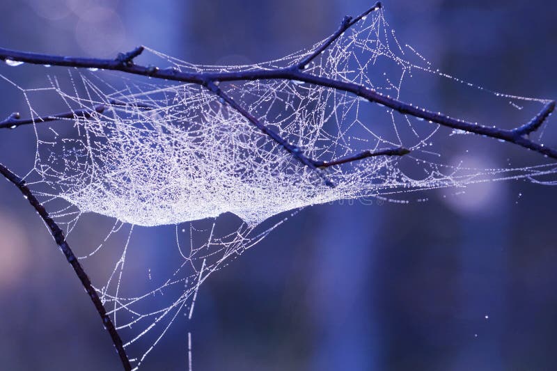 Branches of trees with cobwebs in the early morning. On the threads of the web drops of dew.